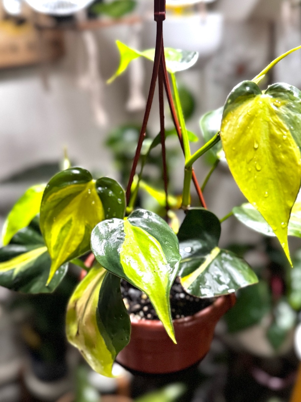 Heart-leaf Philodendron Brazil Hanging Plant - Green & Yellow - Picture 2 of 2
